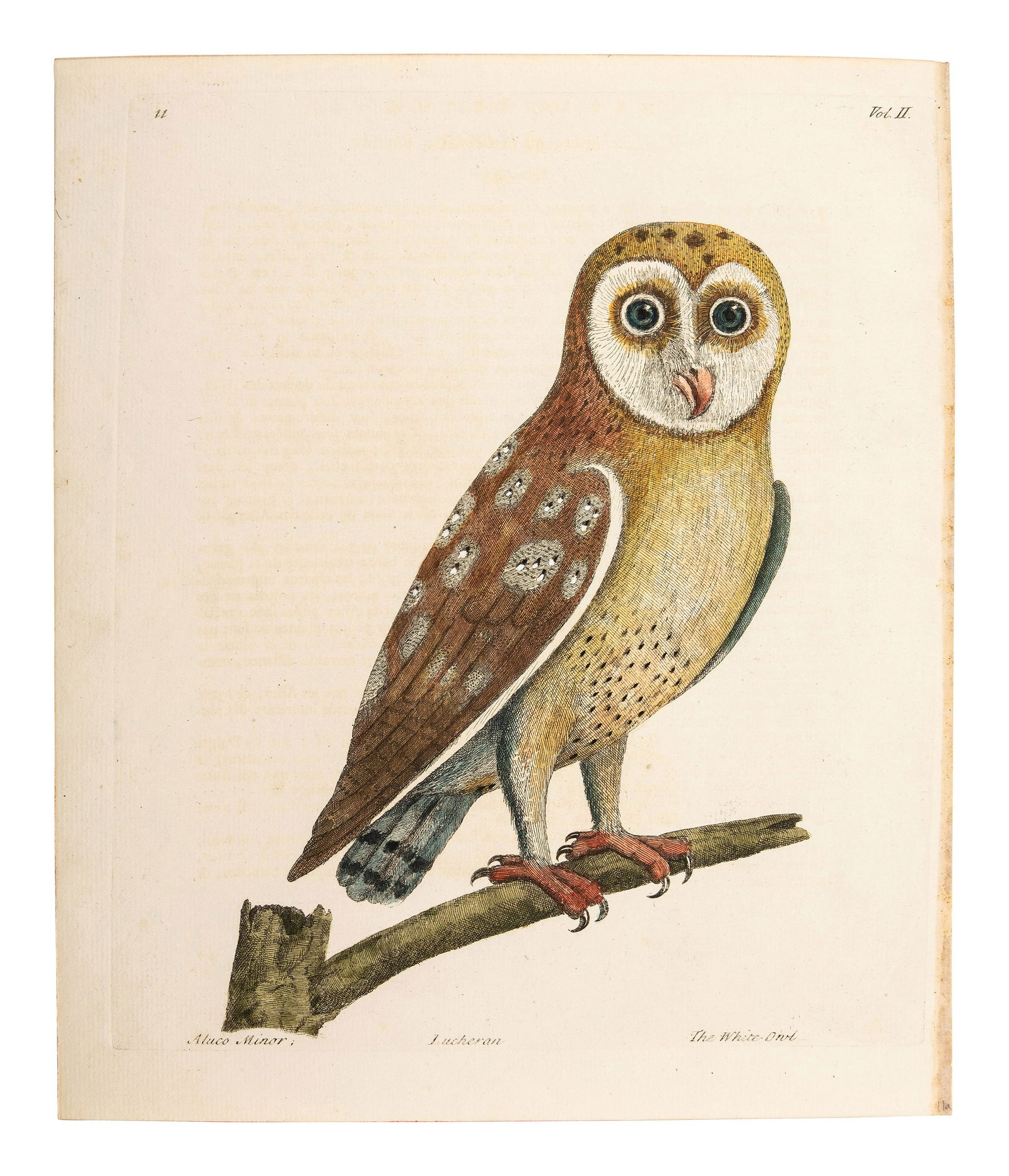A Collection of Ornithology and Entomology Prints (1 of 13)