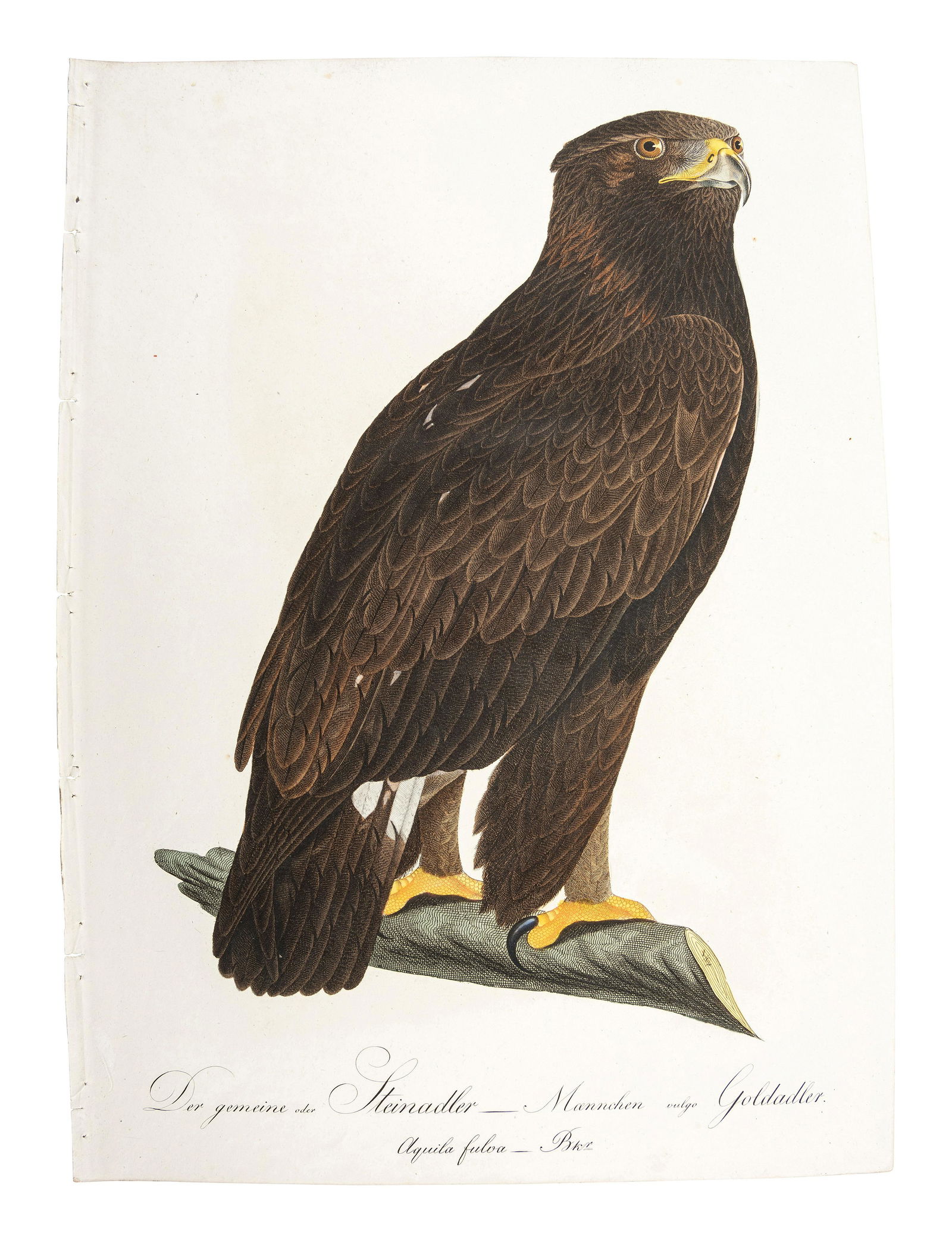 A Collection of Hand-Colored Ornithology and Entomology (1 of 11)