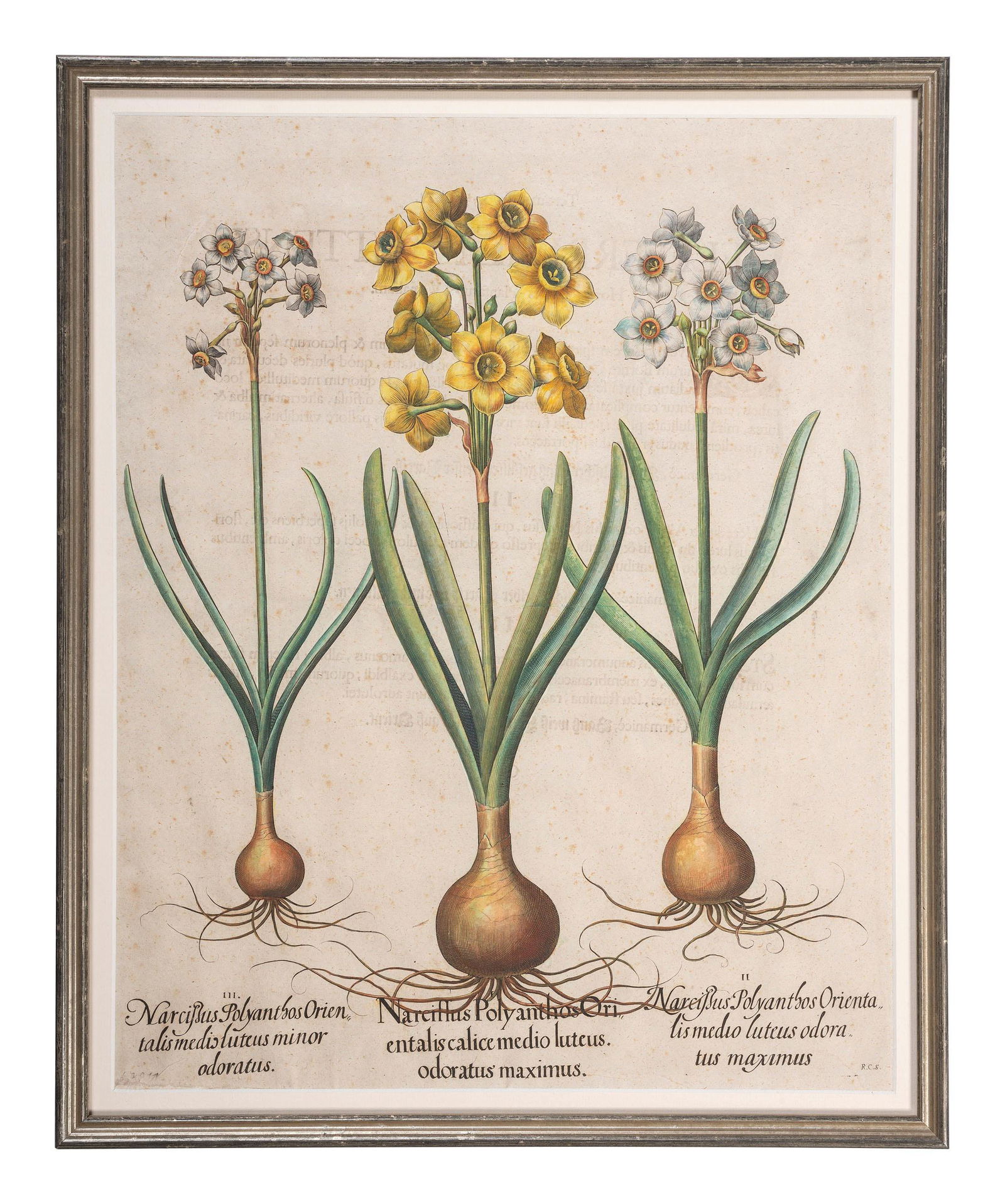 Three Hand-Colored Botanical Engravings   (1 of 6)