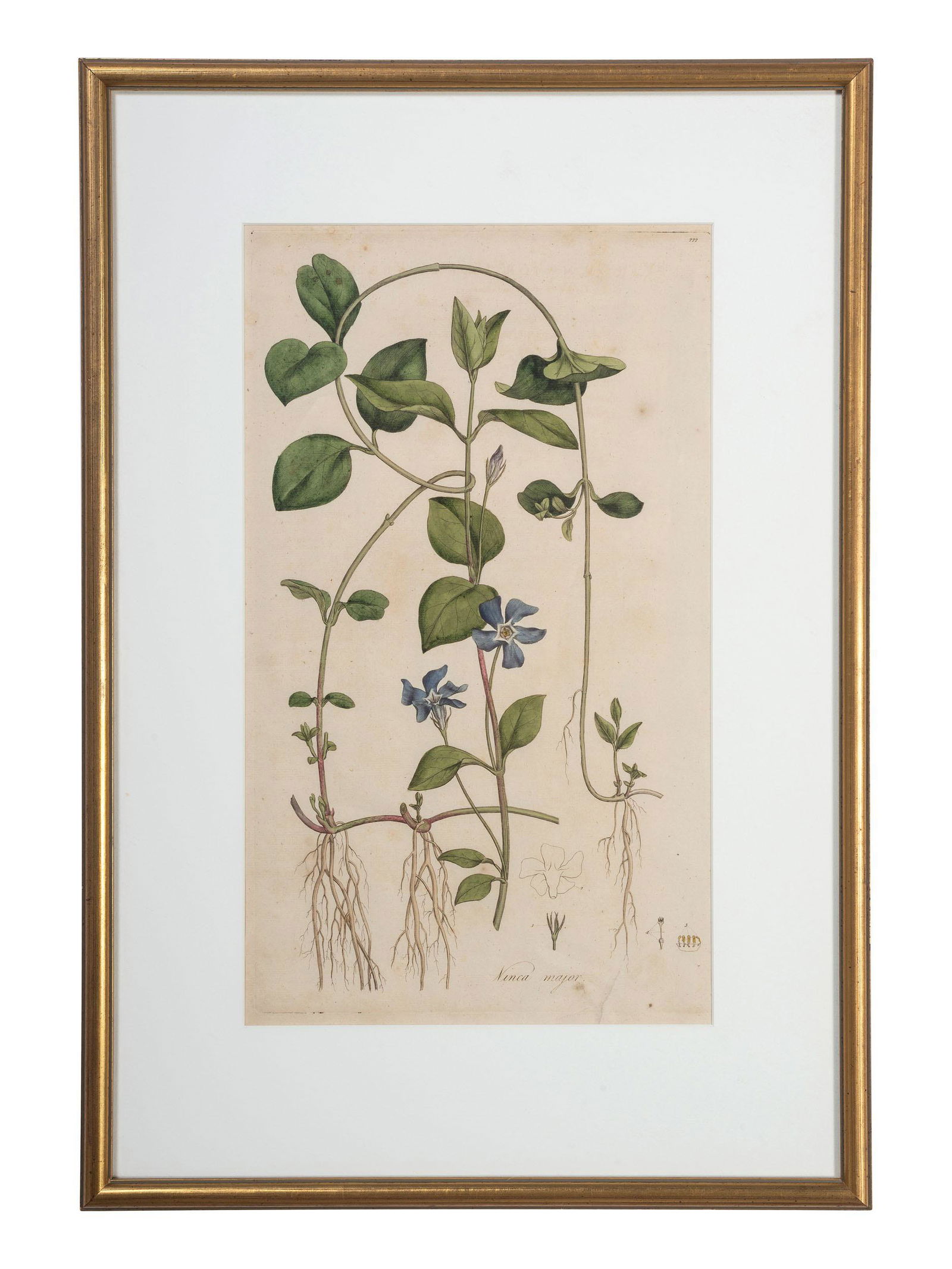 Five Hand-Colored Botanical Engravings (1 of 5)