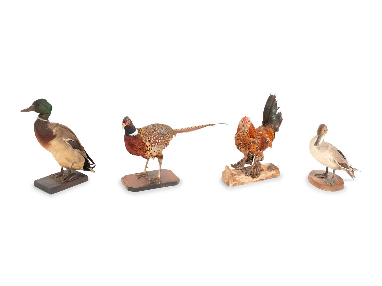 A Group of Four Taxidermy Birds includes two ducks, a (1 of 3)