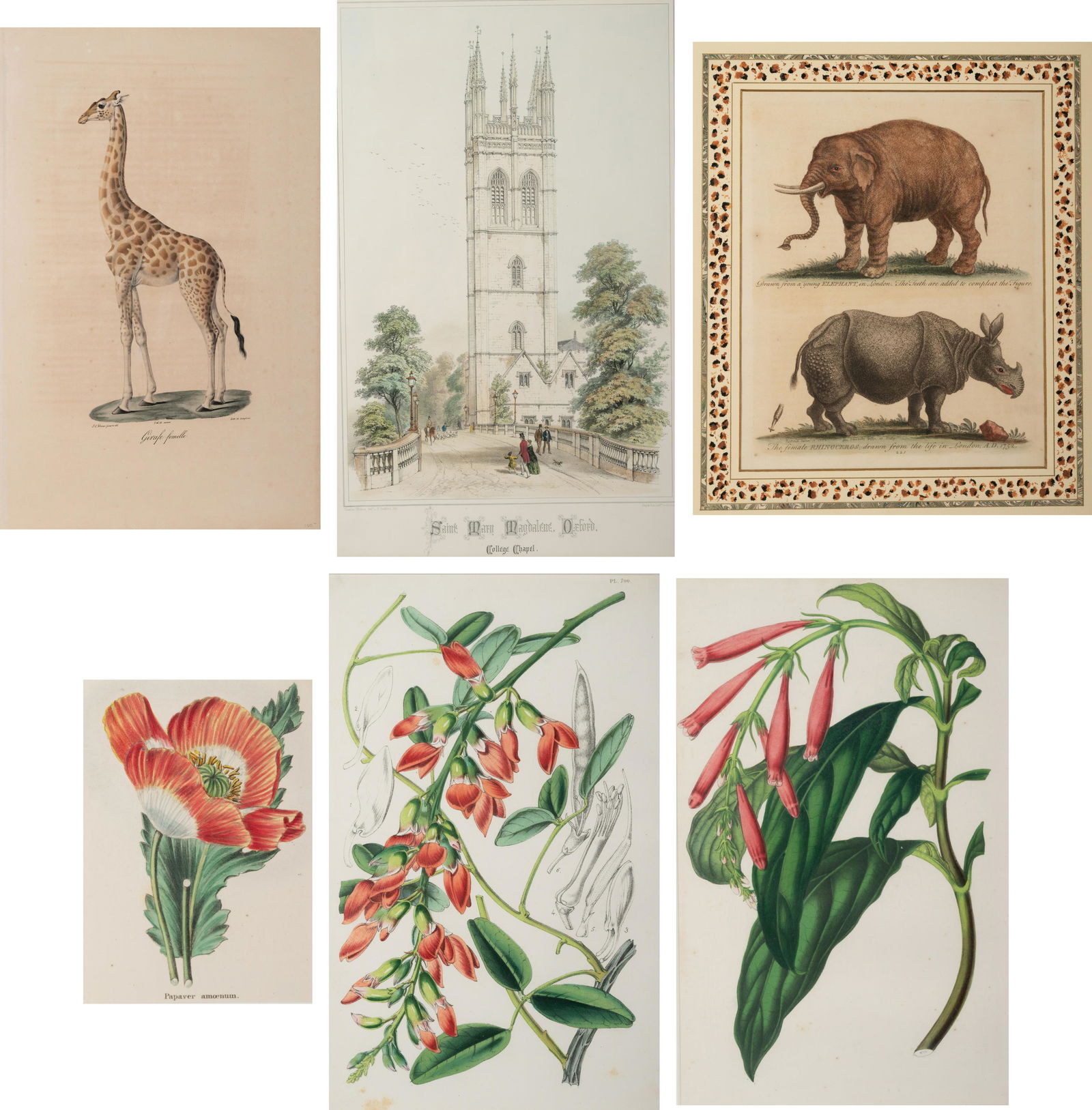 Six Hand-Colored Engravings (1 of 11)