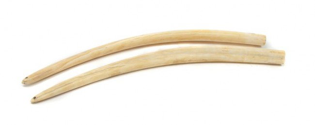A Pair of Walrus Tusks, Length 23 1/2 inches.: A Pair of Walrus Tusks, uncarved, each having hole drilled at tip. Length 23 1/2 inches.