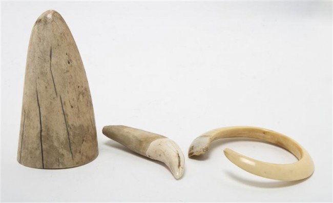 A Group of Three Ivory Specimens, Length of tooth : A Group of Three Ivory Specimens, comprising an elephant tusk, a tooth and another tusk. Length of tooth 5 inches.