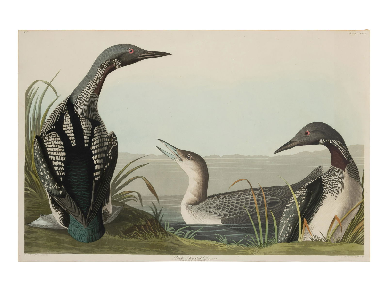 AUDUBON, John James. Black-Throated Diver (Plate CCCXLVI),  Colymbus arcticus.  Engraving (1 of 2)