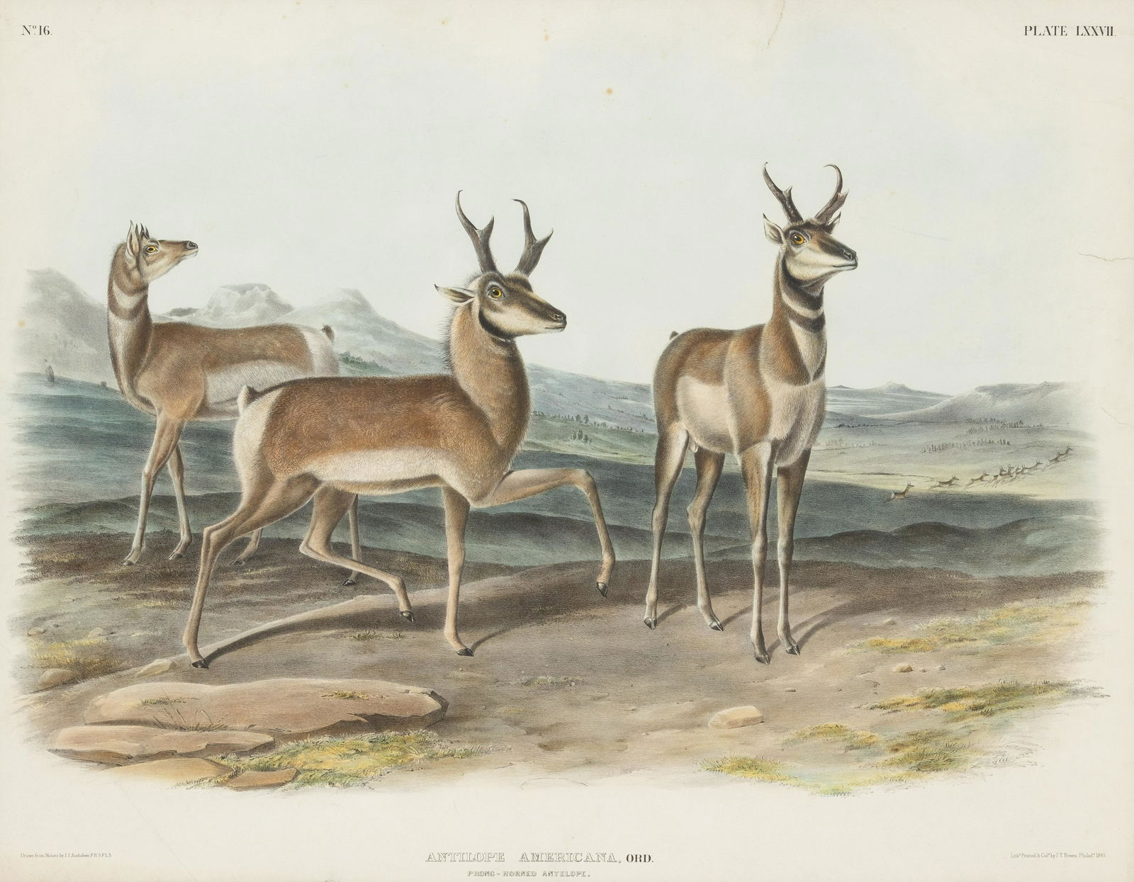 AUDUBON, John James. Antilope Americana (Plate LXXVII). Engraving with etching, aquatint and (1 of 2)