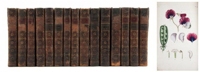 ROUSSEAU, JEAN JACQUES. Receuil de plantes colori: ROUSSEAU, JEAN JACQUES Recueil de plantes coloriees pour servir a l'intelligence des lettres elementaires sur la botanique. Paris: Poincot, 1789. With 44 hand-colored botanical plates by Jean Aubry. T