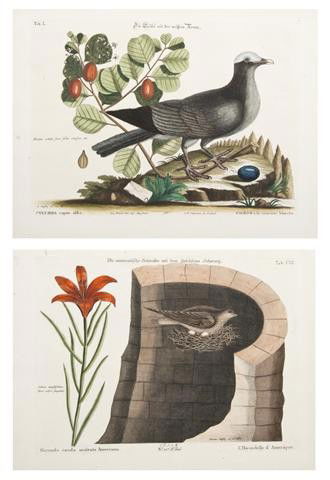 CATESBY, MARK. 2 hand-colored engravings of pigeon: CATESBY, MARK A group of two hand-colored engravings of pigeons by M. Seligman after Mark Catesby from The Natural History of Carolina, Florida, and the Bahama Islands (c. 1749), comprising Pigeon a l
