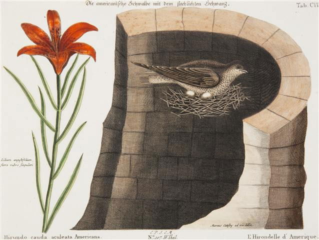 CATESBY, MARK. L'Hirondelle d'Amerique. Hand-color: CATESBY, MARK L'Hirondelle d'Amerique. A hand-colored engraving by M. Seligman after Mark Catesby from The Natural History of Carolina, Florida, and the Bahama Islands (c. 1749). Matted. 10 1/8 x 17