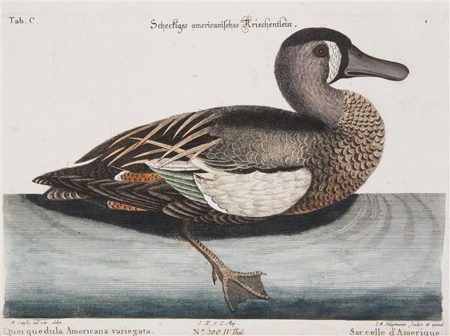 CATESBY, MARK. Sarcelle d'Amerique. Hand-colored e: CATESBY, MARK Sarcelle d'Amerique. A hand-colored engraving by M. Seligman after Mark Catesby from The Natural History of Carolina, Florida, and the Bahama Islands (c. 1749). Matted. 9 1/2 x 15 inche