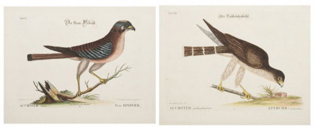 CATESBY, MARK. 2 hand-colored engravings of falcon: CATESBY, MARK A group of two hand-colored engravings of falcons by M. Seligman after Mark Catesby from The Natural History of Carolina, Florida, and the Bahama Islands (c. 1749), comprising Petit Eper