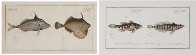 BLOCH, MARCUS ELIESER. 2 hand-colored prints of fi: BLOCH, MARCUS ELIESER A group of two hand-colored prints of fish from Icthyologie (Berlin, c. 1790), by J. F. Hennig and Ludwig Schmidt. Size of largest 10 3/4 x 18 1/2 inches.