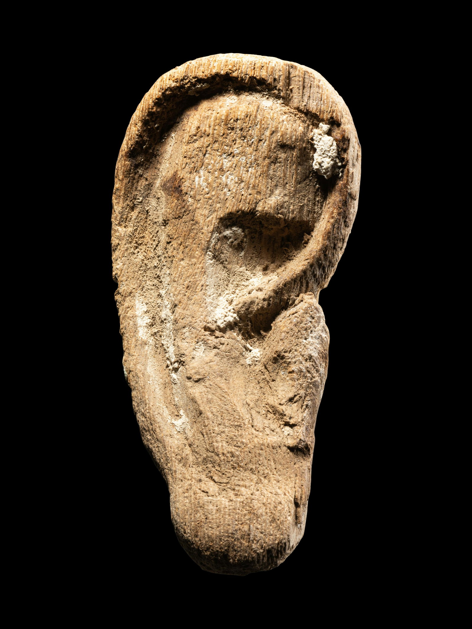 An Egyptian Wood Ear From a Mummy Mask Height 3 inches (7.62 cm).: An Egyptian Wood Ear From a Mummy Mask Late Period to Ptolemaic Period, 664-30 B.C. Height 3 inches (7.62 cm). Property from a Private Florida Collection Provenance:Charles Ede, Ltd., London, pri