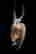 item-131309635=7