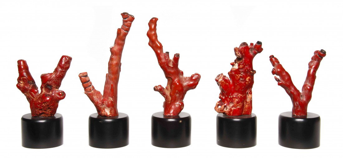 A Group of Five Coral Specimens, Height of tallest: A Group of Five Coral Specimens, each of naturalistic branch form, raised on ebonized wood plinth bases. Height of tallest overall 9 inches.