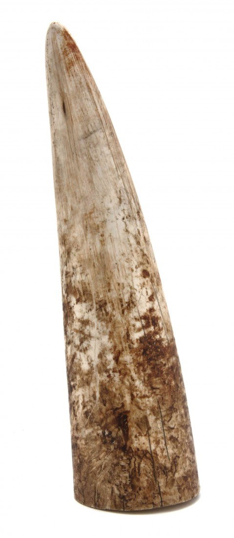 An Uncarved Ivory Tusk, Height 11 1/4 inches.: An Uncarved Ivory Tusk, of typical form. Height 11 1/4 inches. Property from the Estate of Norma Seidman, Lincolnwood, Illinois