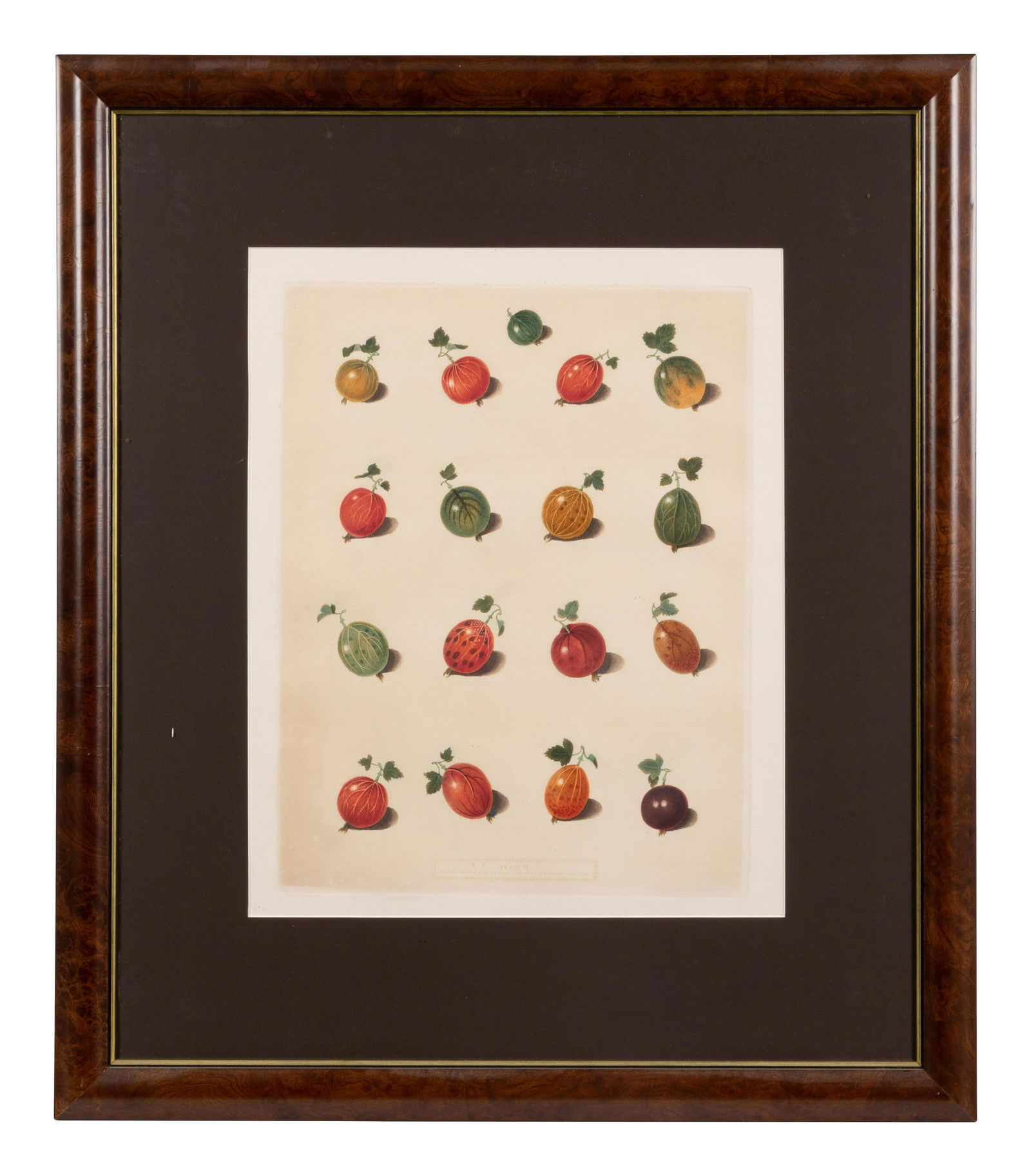 Four Hand Colored Fruit Engravings by George Brookshaw: Four Hand Colored Fruit Engravings by George Brookshaw includes plates XIX, LIX, XXIV and VI largest 18 1/4 x 15 3/4 inches