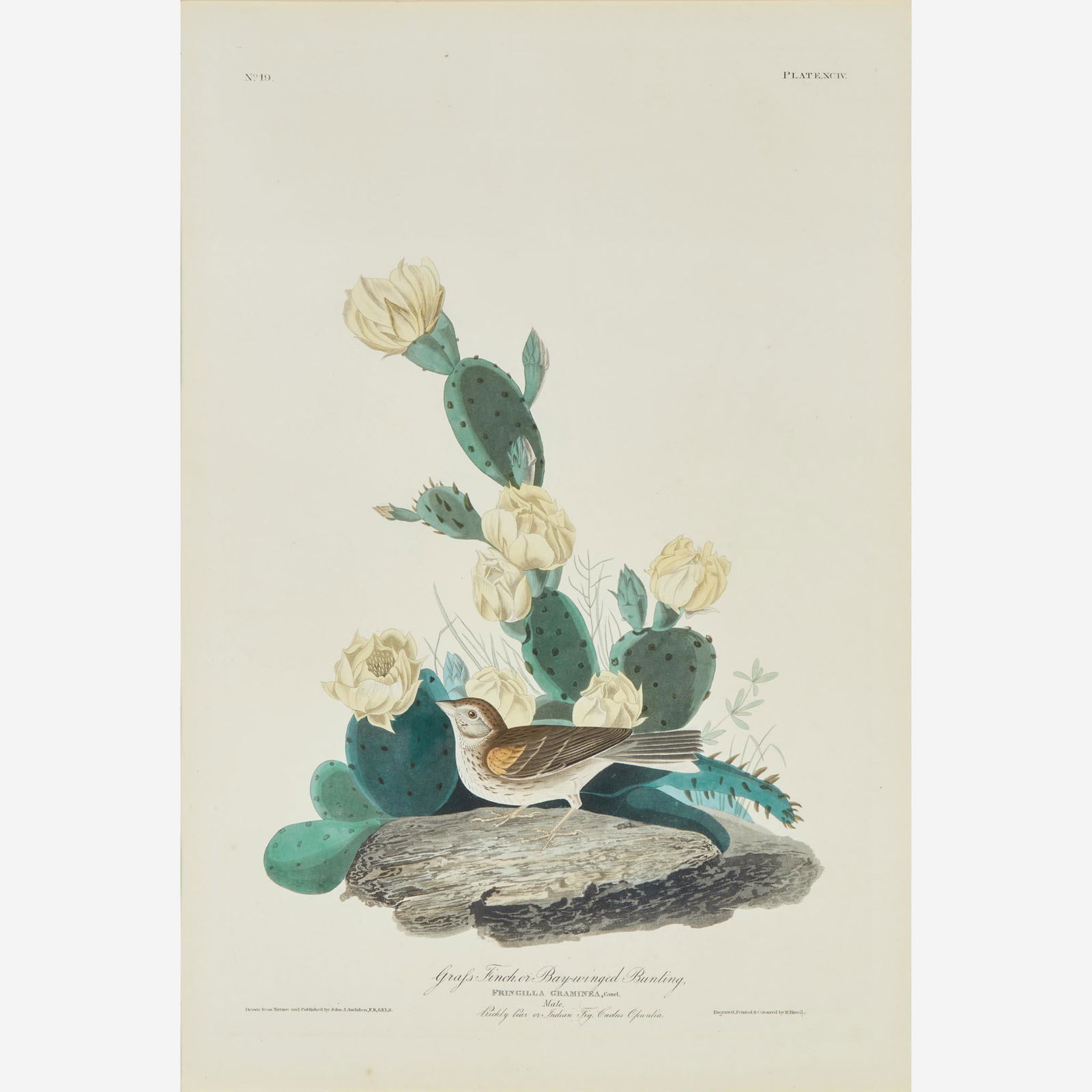 [Prints] Audubon, John James Grass Finch, or Bay-winged Bunting (1 of 2)