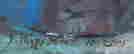 item-136464764=4