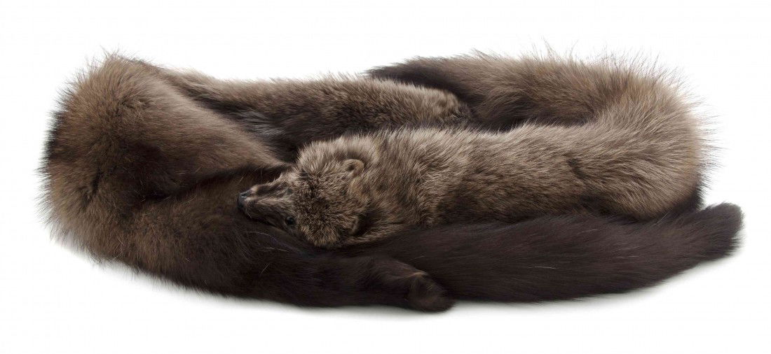 A Brown Mink Wrap.: A Brown Mink Wrap. Property from the Estate of Joan Vass, New York, New York