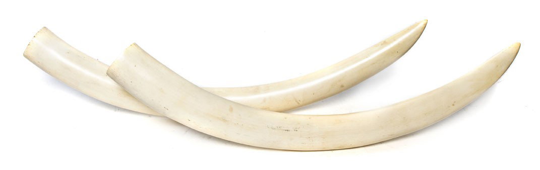A Pair of Elephant Tusks, Length of longest 26 1/4: A Pair of Elephant Tusks, of natural form and patina. Length of longest 26 1/4 inches.