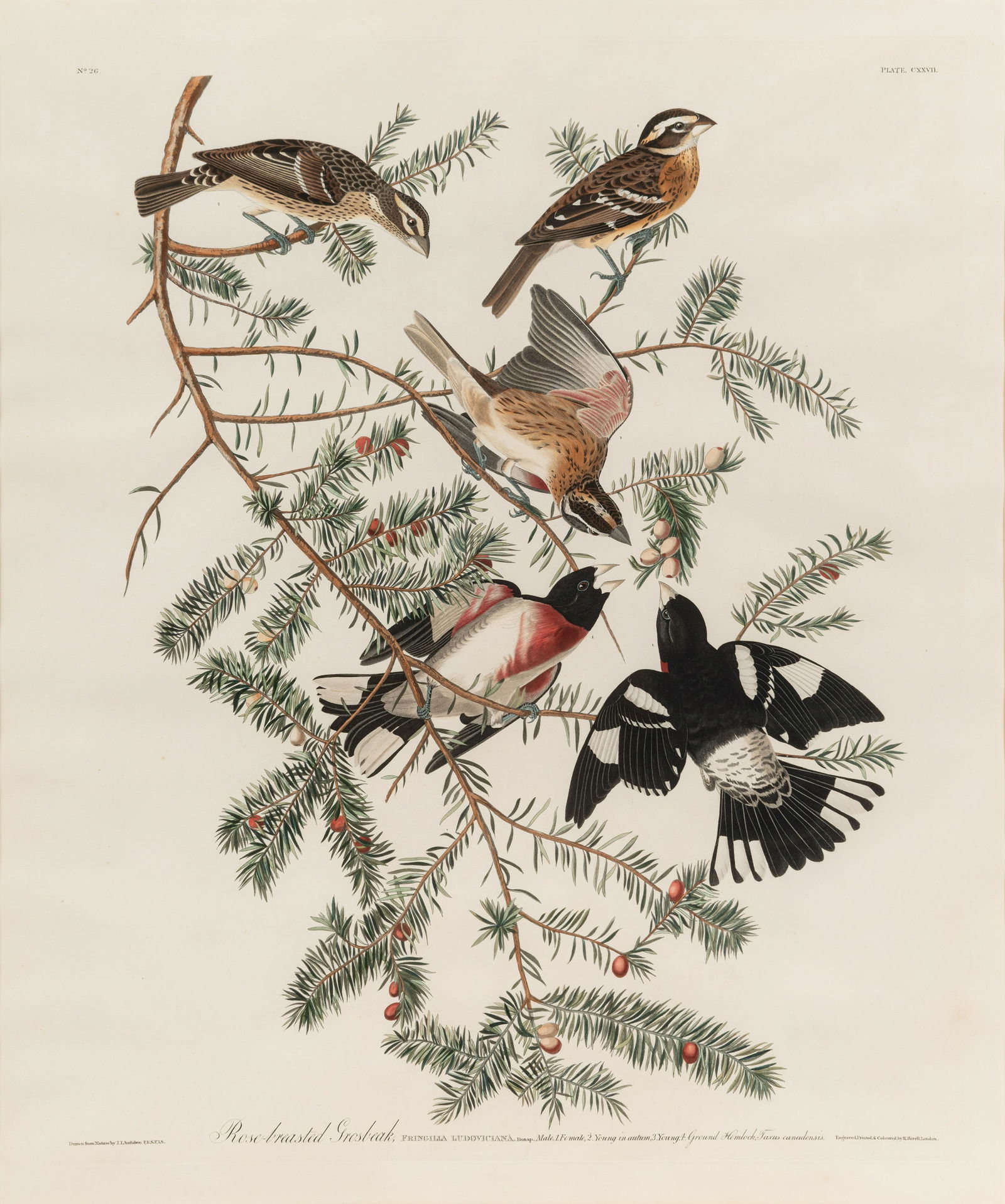 AUDUBON, John James (1785-1851). Broad-winged Hawk (Plate 91). Rose-breasted Grosbeak (Plate (1 of 2)