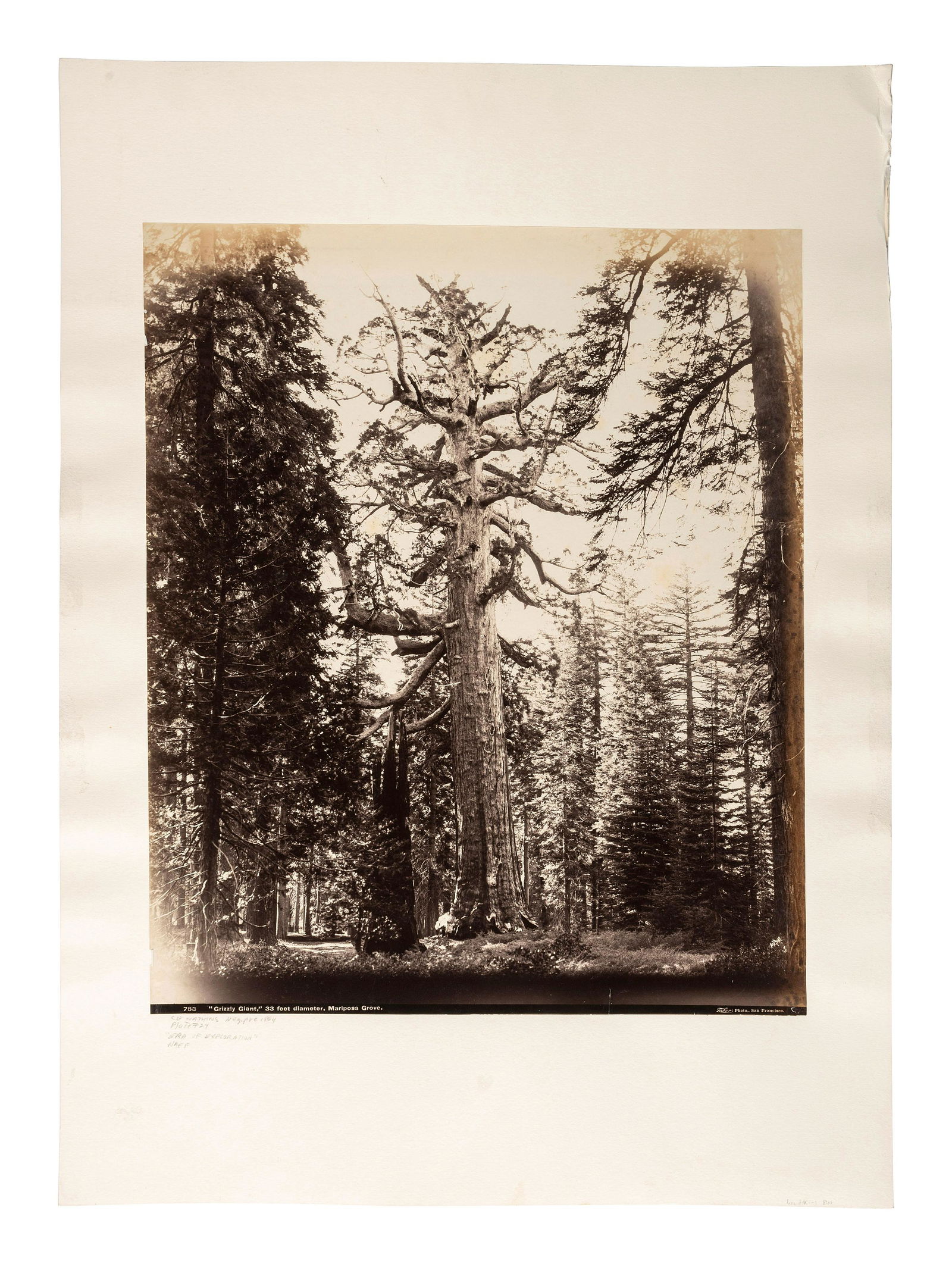 [WESTERN AMERICANA]. [WATKINS, Carleton (1829-1916), photographer]. "Grizzly Giant," 33 feet (1 of 2)
