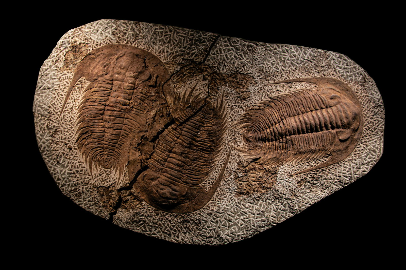 A Fossil Plate with 3 Trilobite  (Paradoxides) (1 of 3)