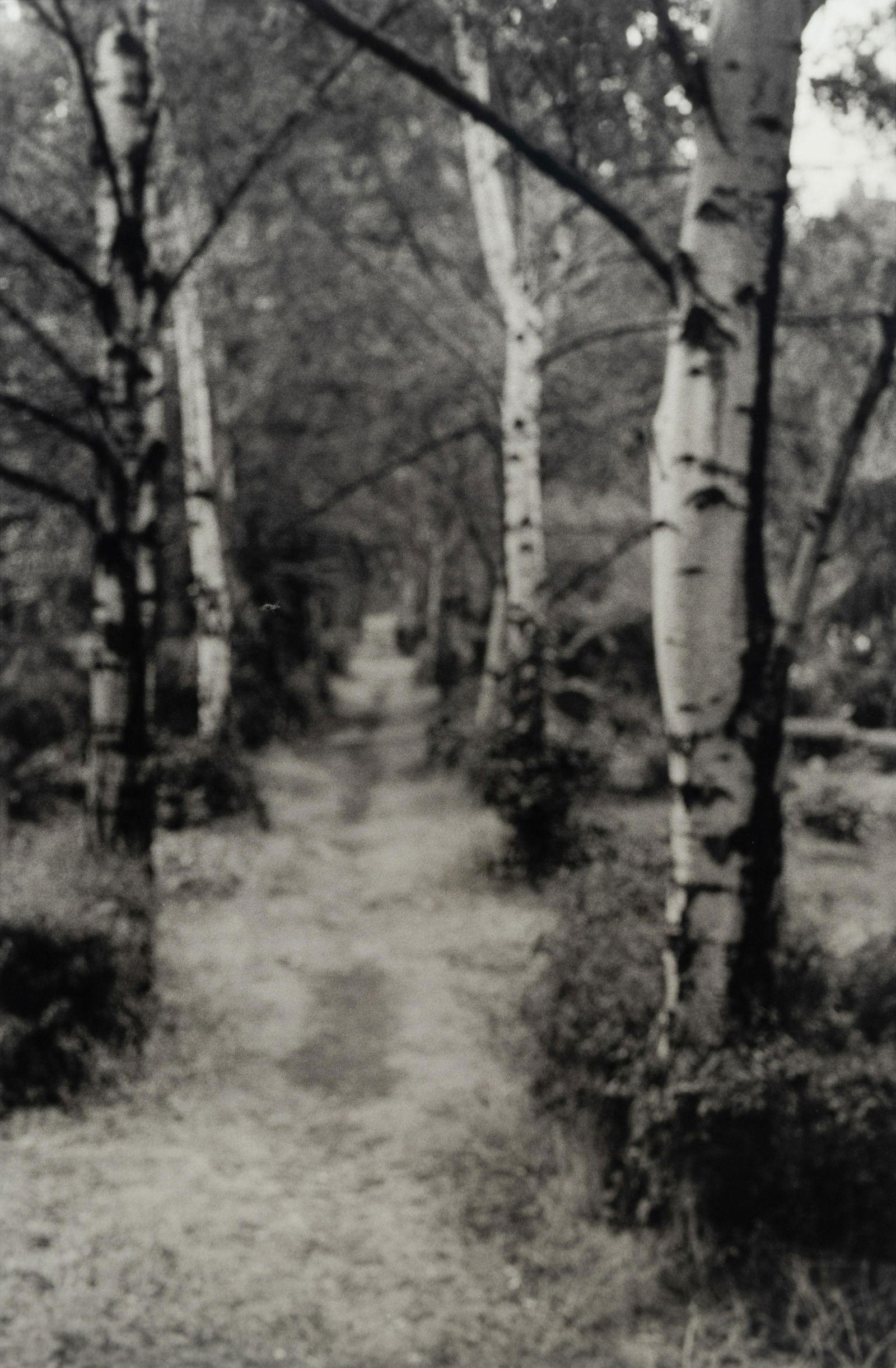 David Armstrong (1954-2014) Birches in Friedhof, Berlin; Shrubs at Versailles; and Building,: David Armstrong (1954-2014) Birches in Friedhof, Berlin; Shrubs at Versailles; and Building, Dresden, 1992-1993 3 gelatin silver prints, printed before 1996, signed and numbered respectively 'AP1', '2