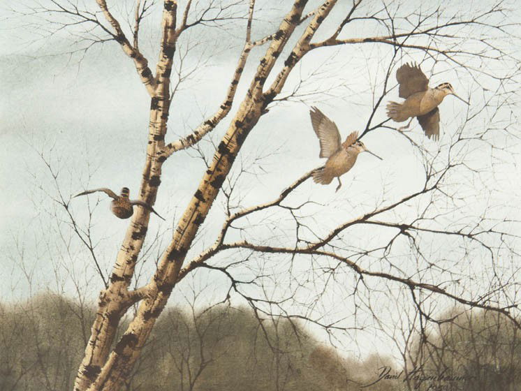 David Hagerbaumer, (American, b. 1921), Woodcocks: David Hagerbaumer (American, b. 1921) Woodcocks, 1959 watercolor signed David Hagerbaumer and dated (lower right) 12 1/2 x 16 1/2 inches.