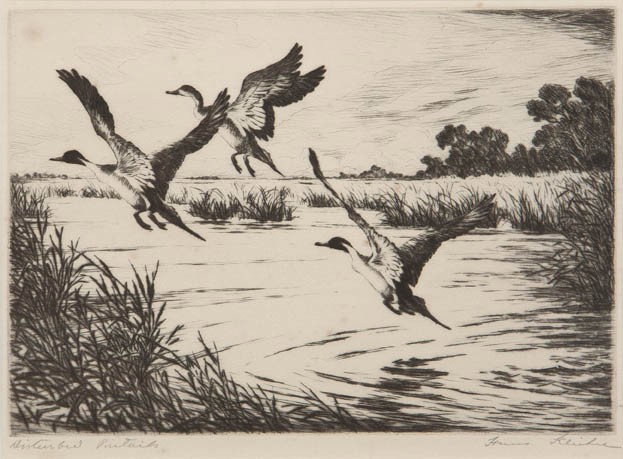 Hans Kleiber, (American, 1887-1967), Disturbed Pi: Hans Kleiber (American, 1887-1967) Disturbed Pintails etching signed Henry Kleike and titled (lower right) 6 x 8 3/4 inches.