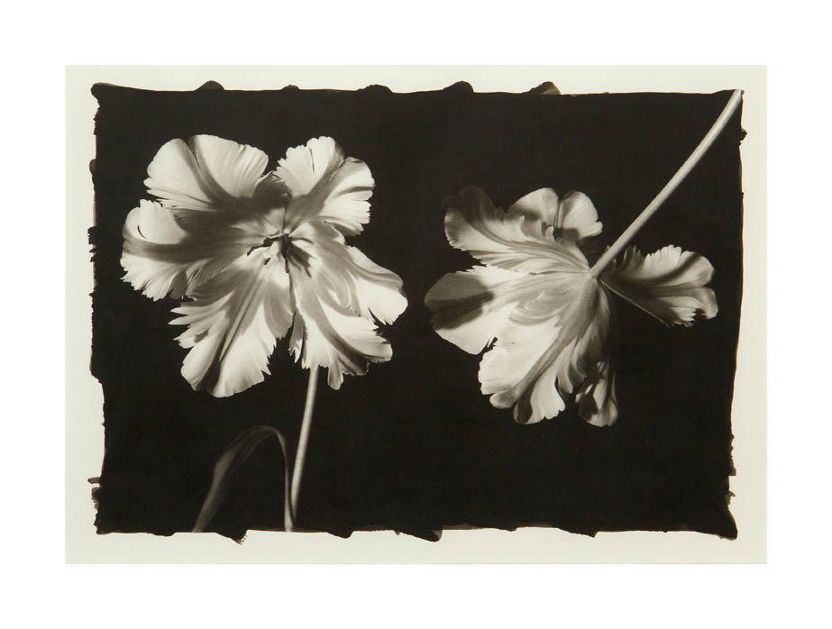 Tom Ferguson, (20th century), Two French Tulips,: Tom Ferguson (20th century) Two French Tulips, 1994 platinum print edition 10/25 10 x 13 inches.