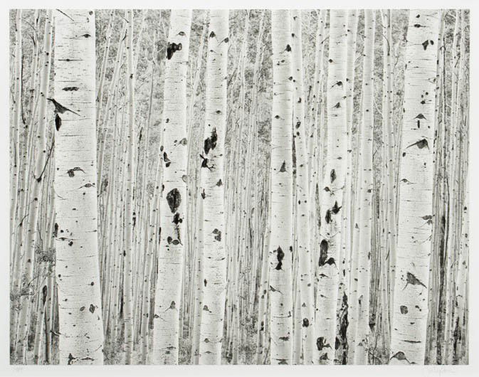 John Sexton, (American, b. 1953), Birch Trees, 198: John Sexton (American, b. 1953) Birch Trees, 1984 gelatin silver print signed John Sexton (lower right) 16 x 19 3/4 inches.