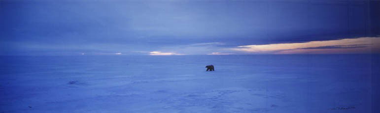Thomas D. Mangelsen, (American, 20th century), Twi: Thomas D. Mangelsen (American, 20th century) Twilight of the Polar Bear color photograph edition 1/95 15 3/4 x 45 3/4 inches.