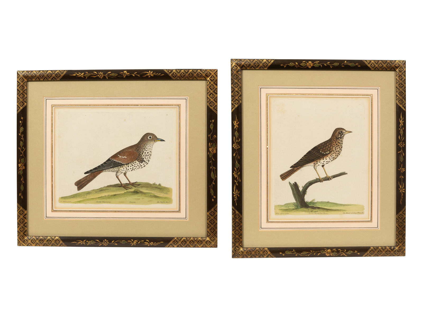 A Pair of Hand Colored Ornithological Engravings (1 of 5)