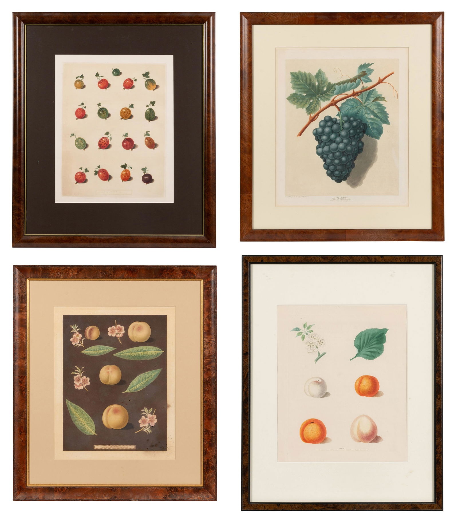 Four Hand Colored Fruit Engravings by George Brookshaw: Four Hand Colored Fruit Engravings by George Brookshaw comprising plates XIX, LIX, XXIV and VI. Largest: 18 1/4 x 15 3/4 inches. This lot is located in Denver.