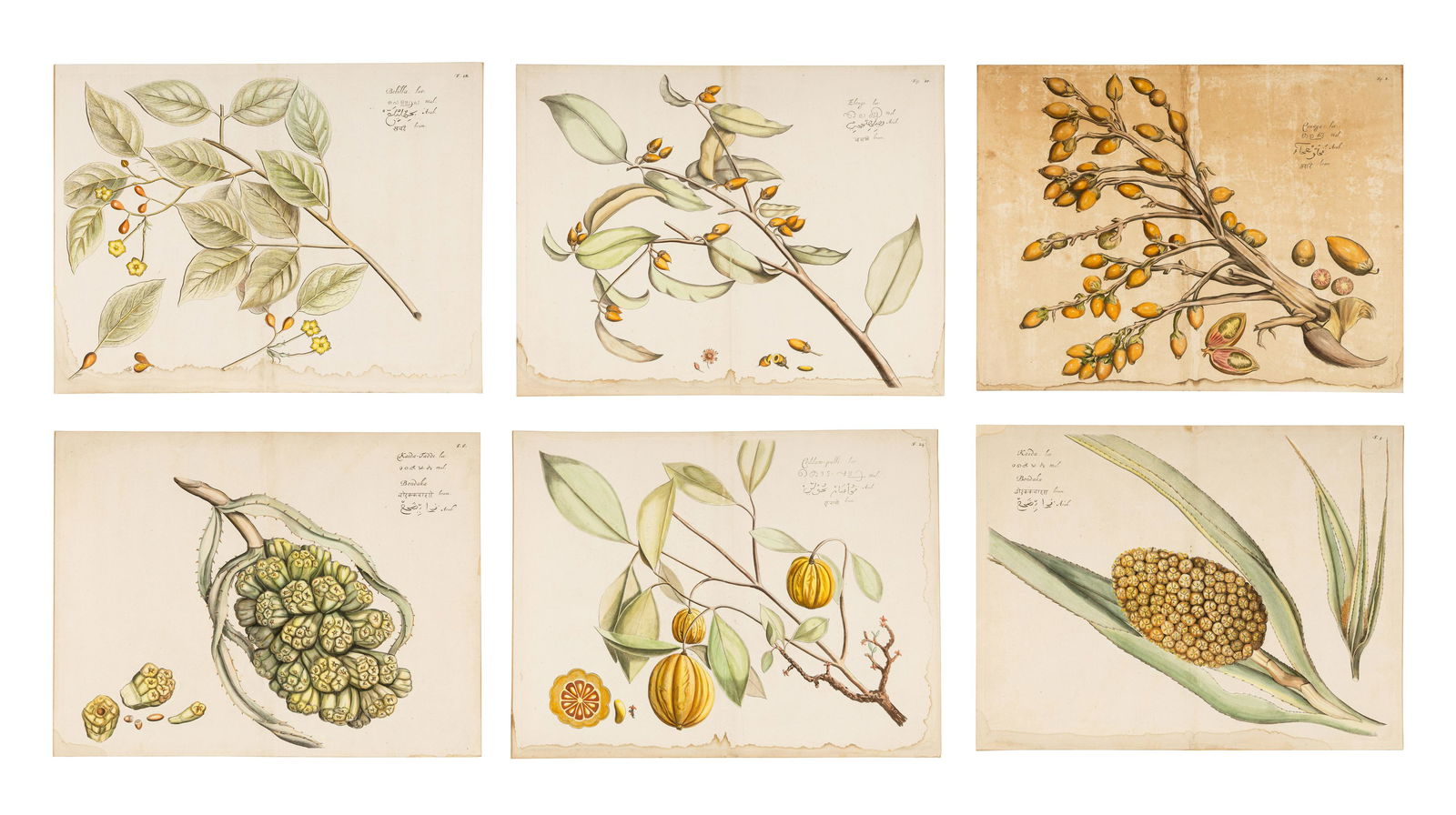 Hendrik Adriaan van Rheede tot Drakenstein, publisher (Dutch, active ca 1678-1693). 6 engraved (1 of 13)