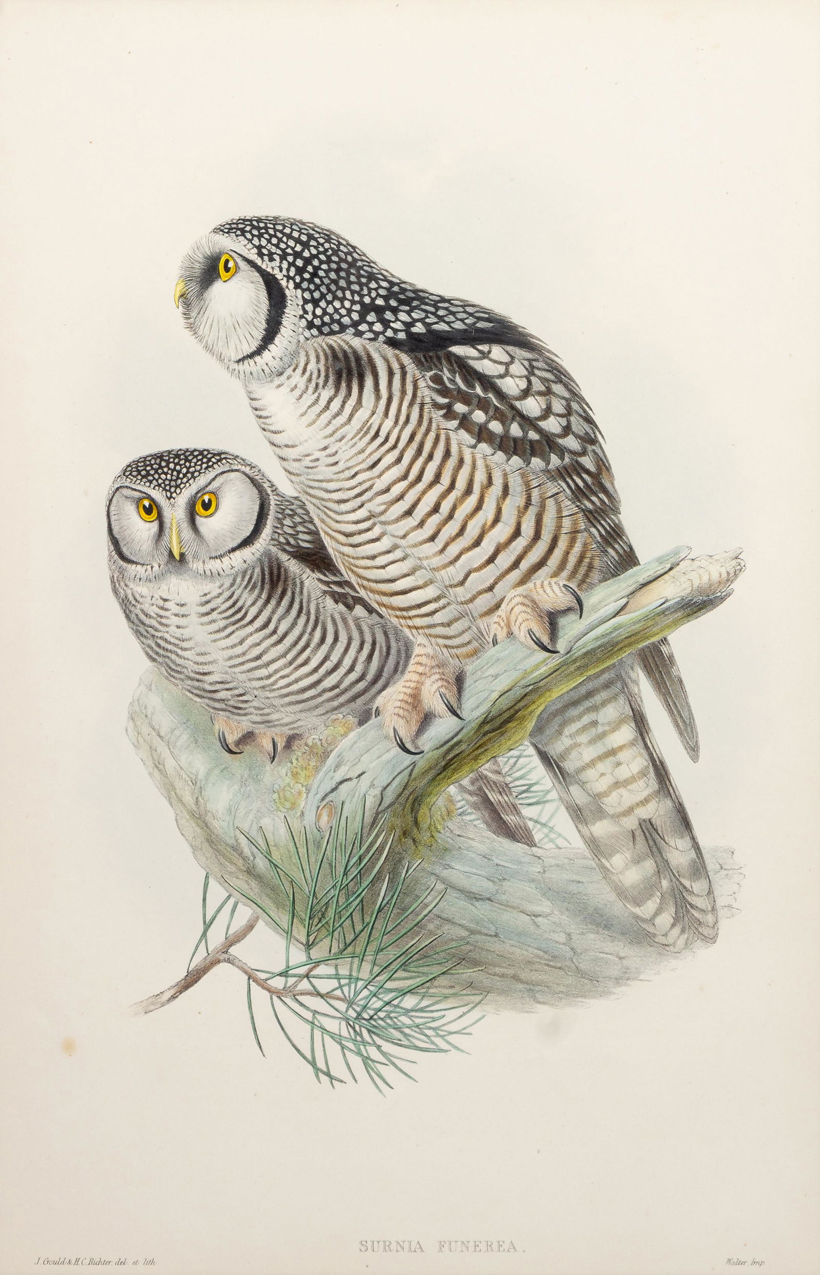 GOULD, John (1804-1881), after  [Hawk Owl] Surnia Funerea (1 of 5)