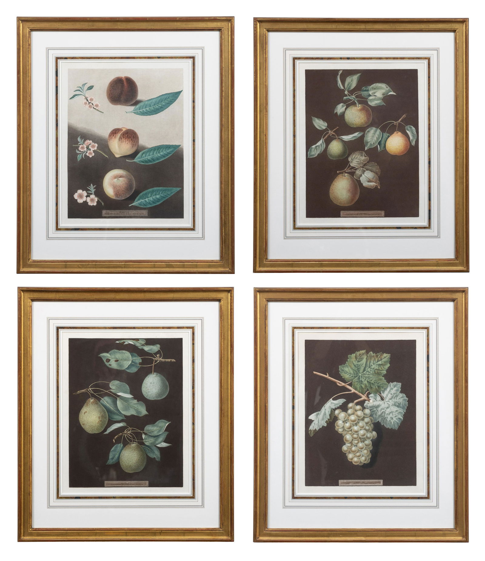Four Botanical Aquatints by George Brookshaw (British, 1751-1823): Four Botanical Aquatints by George Brookshaw (British, 1751-1823) each with stipple engraving, print and hand coloring; comprising Plate LXIII, Plate LXXXV, Plate XXXI and Plate LXXXIII from Pamona Br