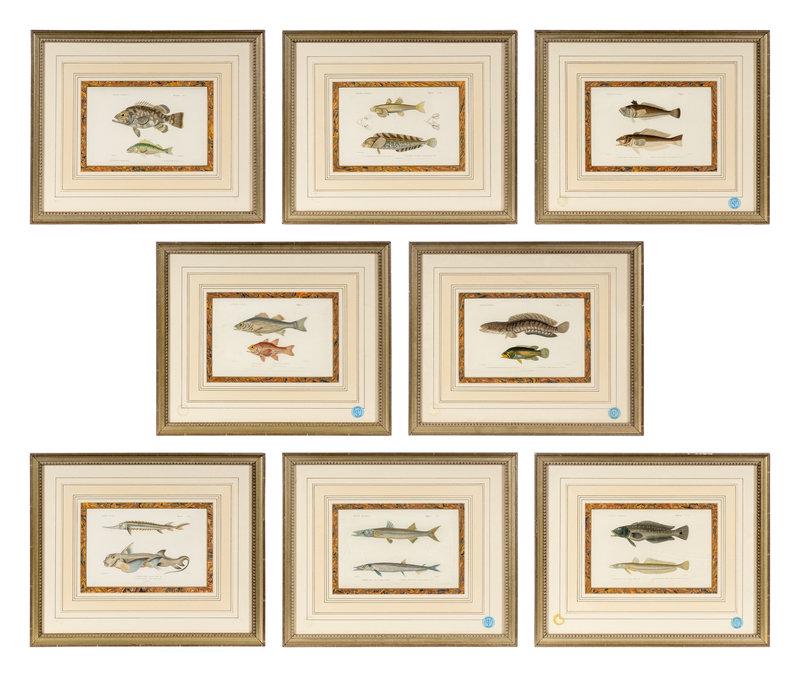 A Set of Eight Hand-Colored Fish Engravings: A Set of Eight Hand-Colored Fish Engravings 19th Century after illustrations by Paul Louis Oudart (French, 1796-1860) pictured in Le Règne Animal by Georges Curvier (French, 1