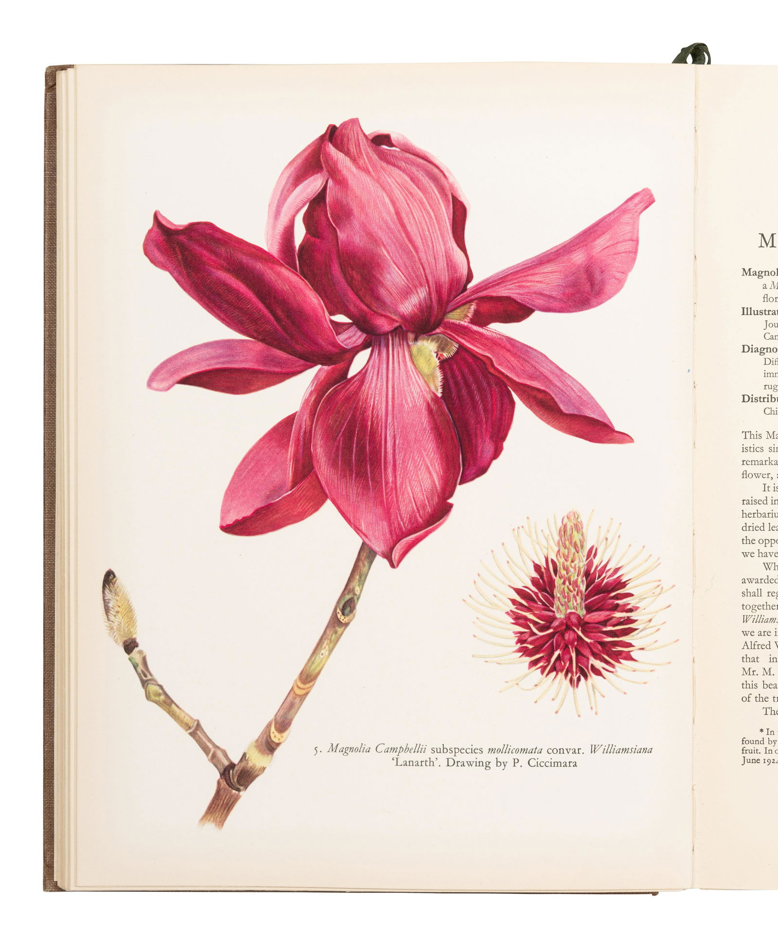 [FLOWERING PLANTS]. A group of 10 works in 10 volumes, various sizes, most illustrated, original or (1 of 12)