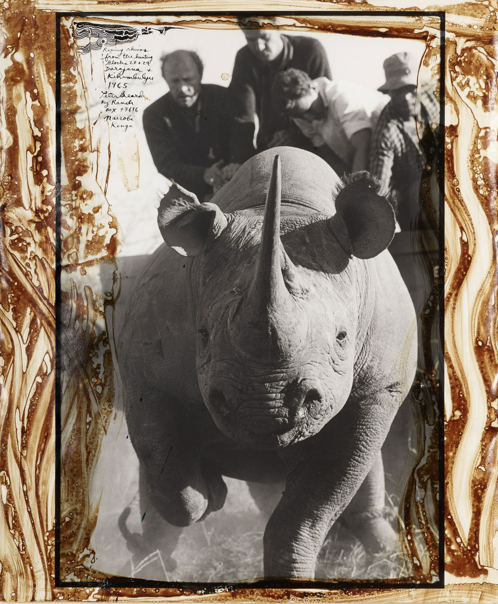 Peter Beard (1938-2020) Roping Rhinos from the Hunting Blocks 28 + 29, 1965: Peter Beard (1938-2020) Roping Rhinos from the Hunting Blocks 28 + 29, 1965 Unique gelatin silver print with ink and blood handwork, printed later, signed and inscribed extensively in ink on the recto