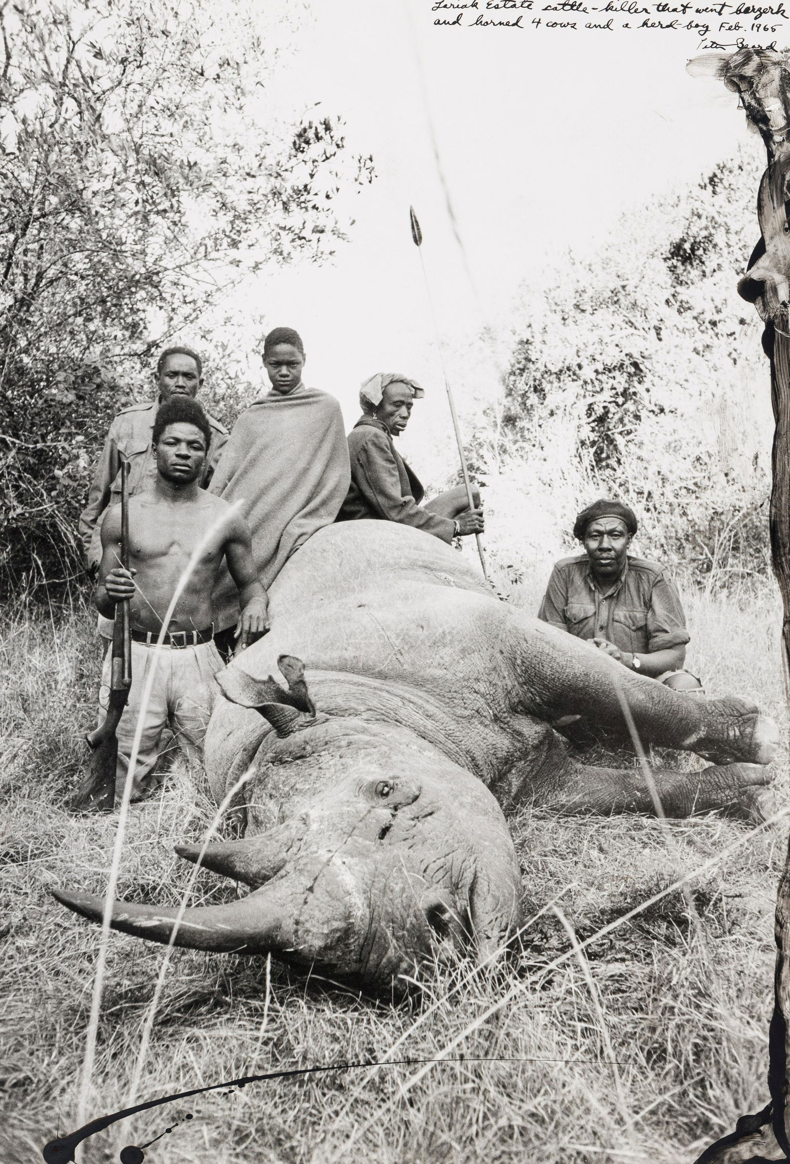 Peter Beard (1938-2020) Lariak Estate cattle-killer that went berserk and harmed 4 cows and a (1 of 7)