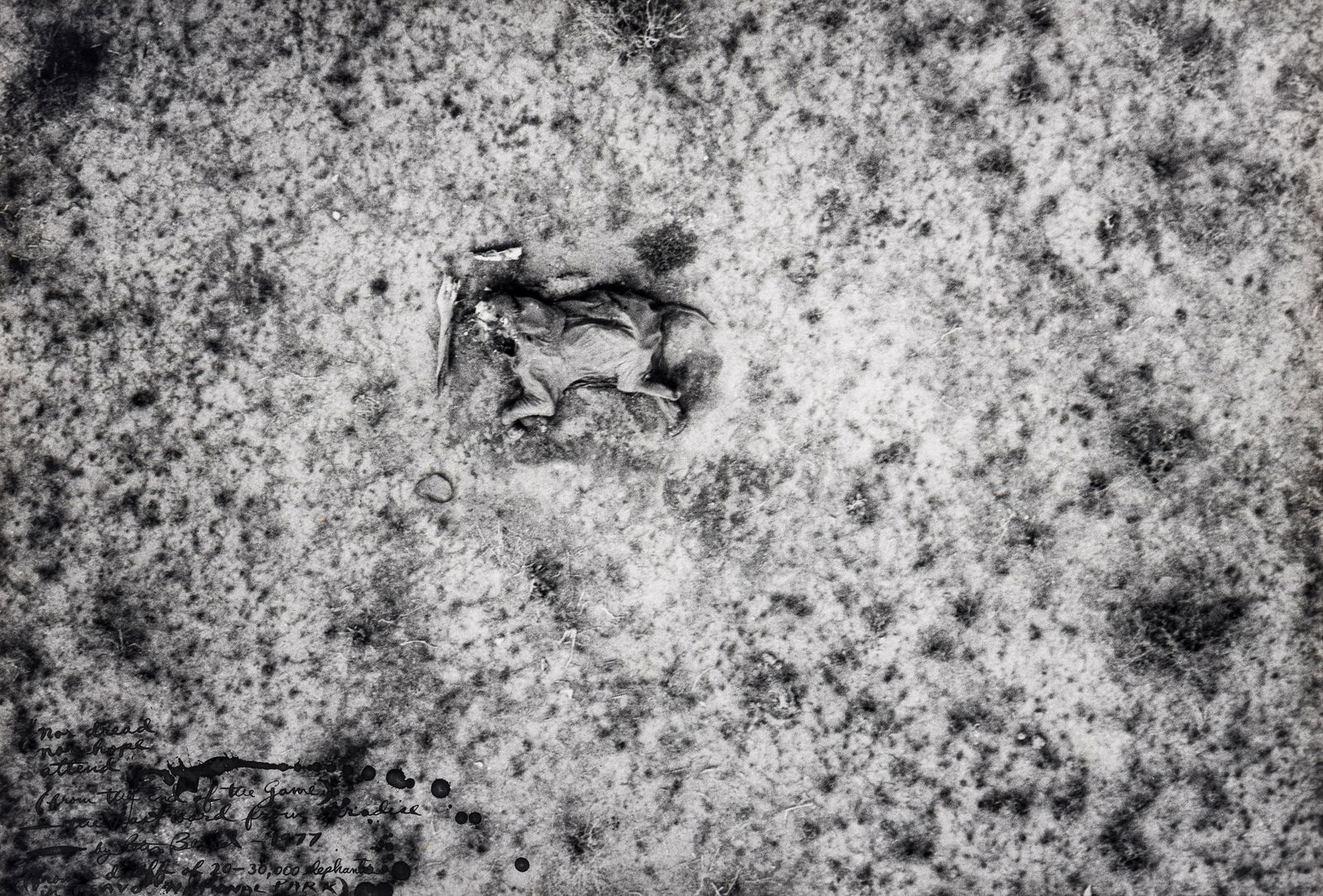 Peter Beard (1938-2020) Nor Dread, Nor Hope Attend, from "The End of the Game," 1977: Peter Beard (1938-2020) Nor Dread, Nor Hope Attend, from "The End of the Game," 1977 Unique gelatin silver print, signed, titled, dated and inscribed extensively in ink on the recto. image/ sheet: 11