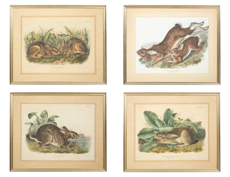 John James Audubon (American, 1785-1851) Lepus Americanus, Lepus Aquaticus, Lepus Nigricaudatus, and: John James Audubon (American, 1785-1851) Lepus Americanus, Lepus Aquaticus, Lepus Nigricaudatus, and Lepus Palustris (Four Works) lithograph each 19 1/2 x 25 1/4 (sight).