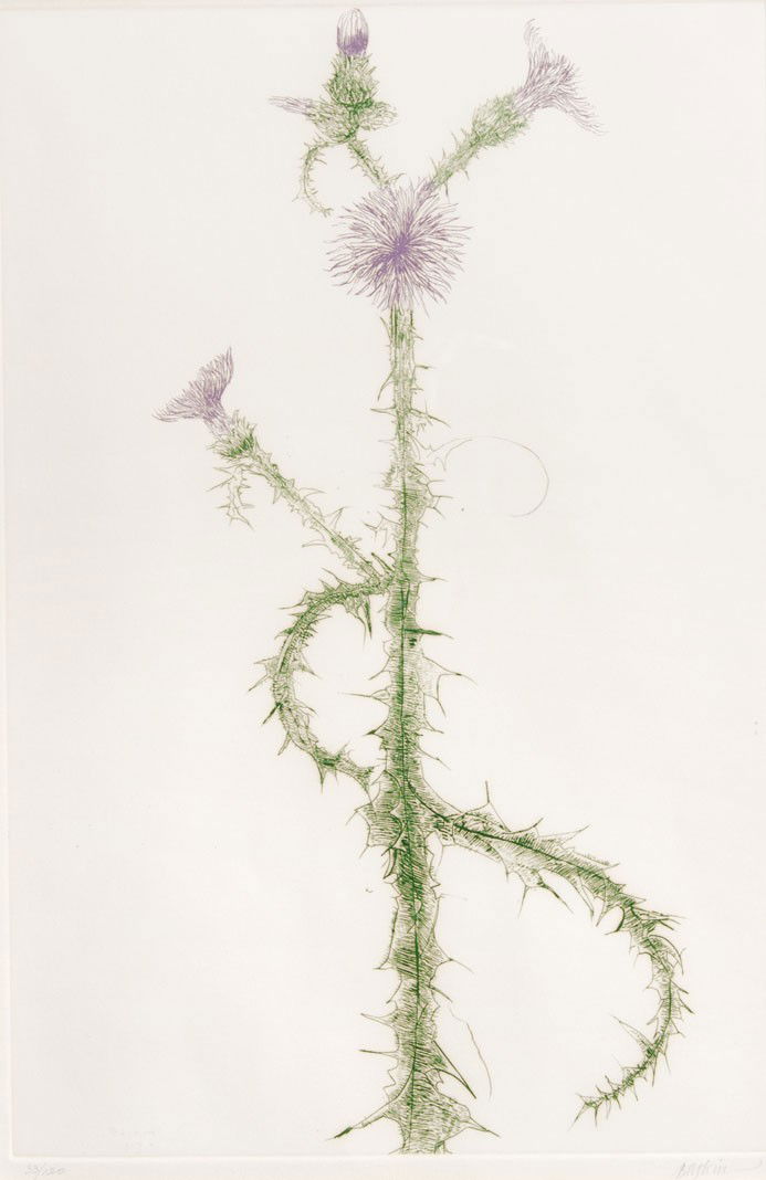 Leonard Baskin, (American, 1922-2000), Thistle, Pu: Leonard Baskin (American, 1922-2000) Thistle, Purple Thistle (a pair of works) etching signed Baskin (lower right) 18 x 12 inches. Property from an Important Corporate Collection, Flo