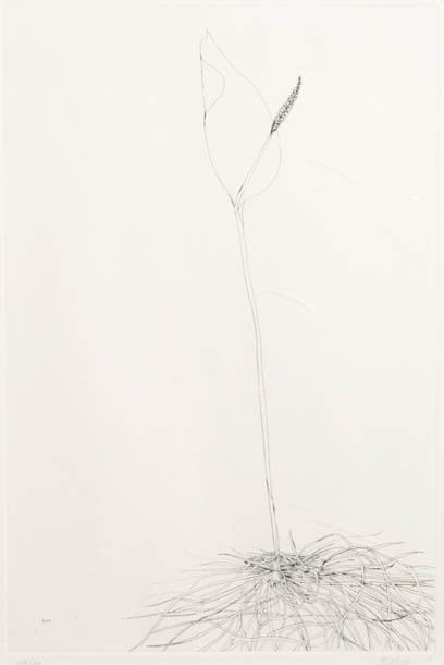 Leonard Baskin, (American, 1922-2000), Black and W: Leonard Baskin (American, 1922-2000) Black and White Thistle, Yellow Iris (a pair of works) etching signed Baskin (lower right) 17 x 11 1/2 and 18 x 12 inches. Property from an Import