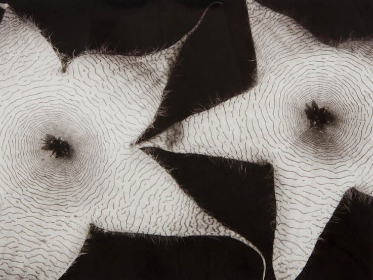 Tom Ferguson, (20th century), Star Flowers: Tom Ferguson (20th century) Star Flowers silver gelatin print 10 x 13 1/2 inches.