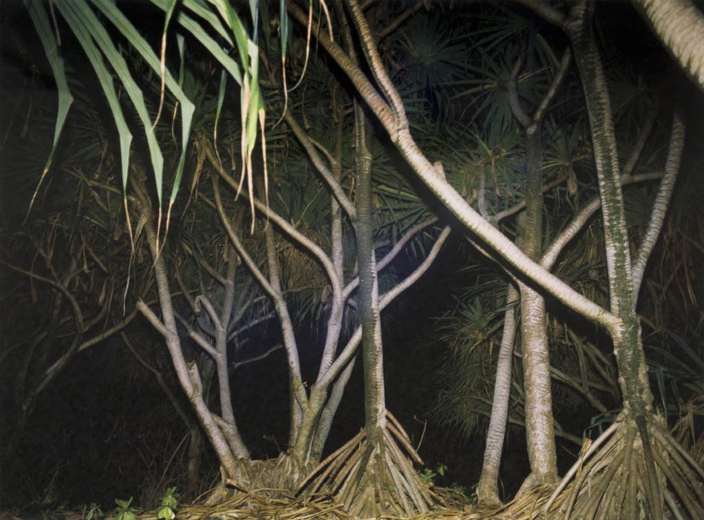 Richard Misrach, (American, b. 1949), Hawaii, 197: Richard Misrach (American, b. 1949) Hawaii, 1978 dye transfer print edition 24/50, signed Richard Misrach and dated (lower right) 14 x 17 1/2 inches.