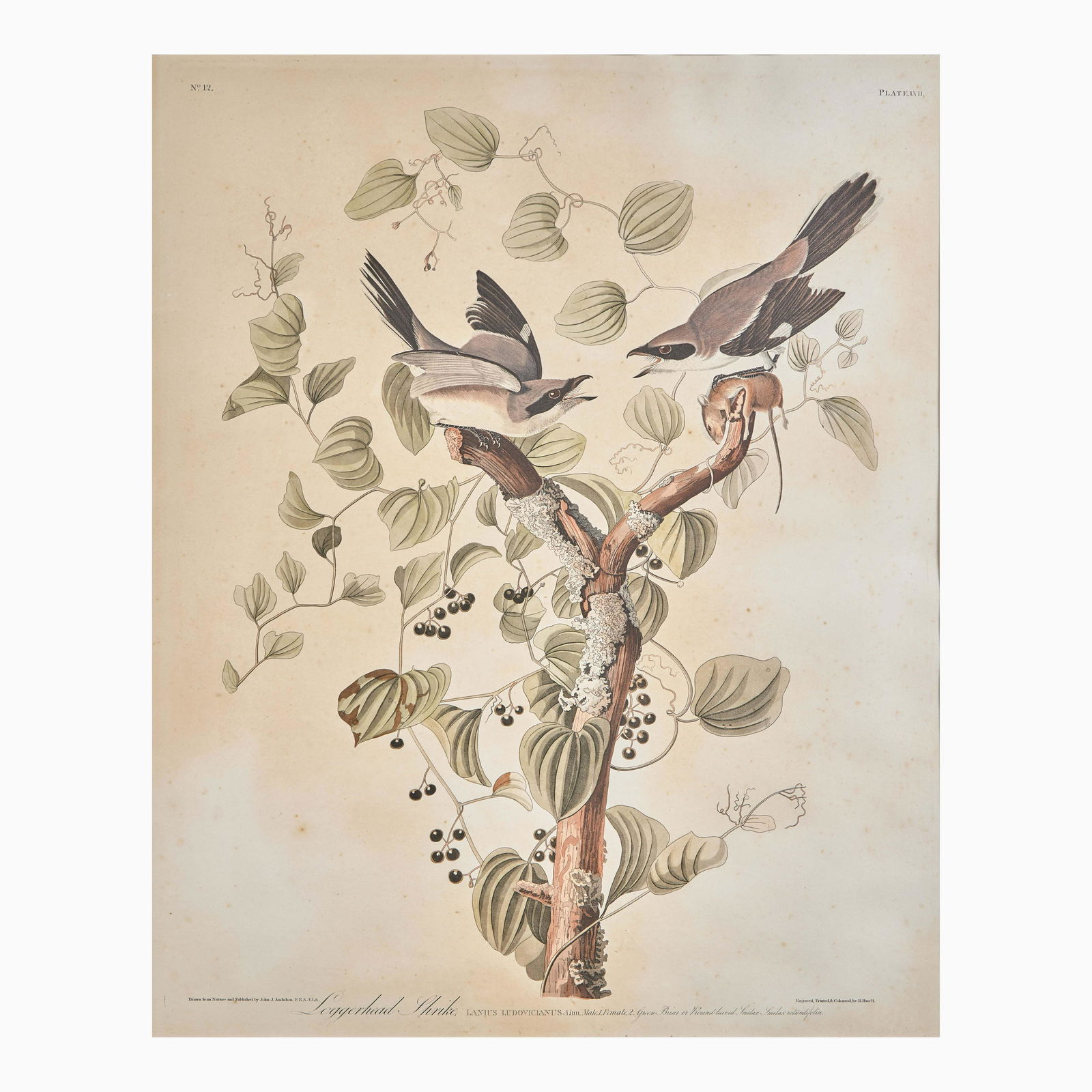 [Prints] Audubon, John J(ames). Loggerhead Shrike (1 of 2)